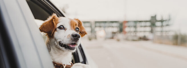 A brown and white dog looks out the window of a car