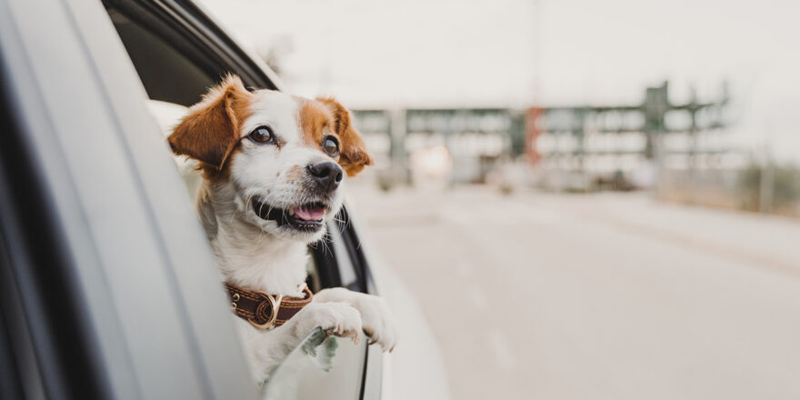 A brown and white dog looks out the window of a car