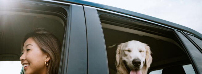 A happy Korean woman enjoys spending time with her Golden Retriever while driving her vehicle on a sunny day in Los Angeles, California.  Making fun travel memories together.