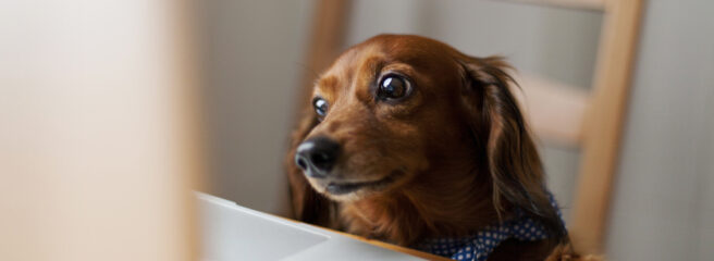 Small dog sitting at a desk in front of a laptop displaying search results for quick loans online.