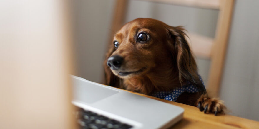 Small dog sitting at a desk in front of a laptop displaying search results for quick loans online.