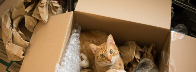 Cat in a brown cardboard box surrounded by bubble wrap and paper