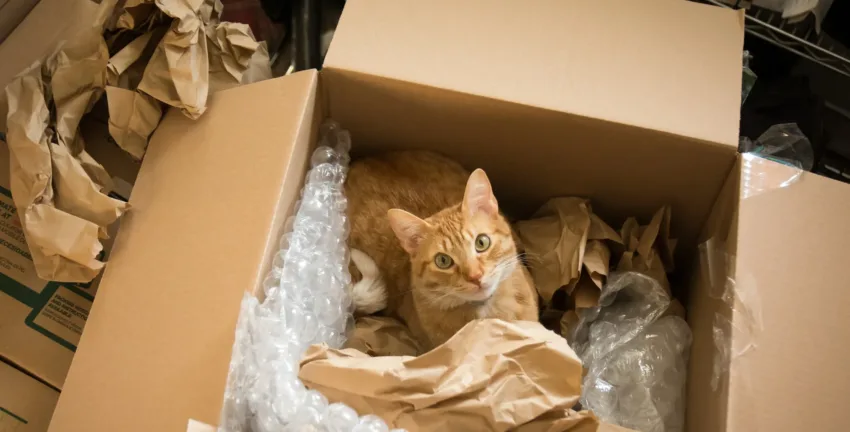 Cat in a brown cardboard box surrounded by bubble wrap and paper